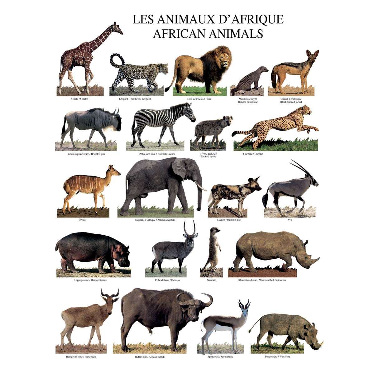 Affiche Les animaux d'Afrique - 40x50cm