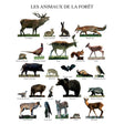 Affiche Les animaux de la fôret - 40x50cm