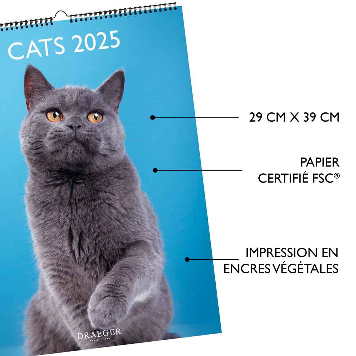 Amazon.com: DRAEGER PARIS | Decorative Wall Calendar Cats