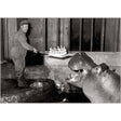 Carte L'anniversaire de l'hippopotame - BETTMANN
