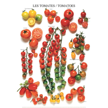 Les tomates (variétés américaines)